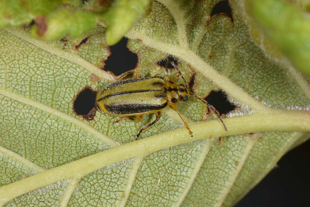 Chrysomelidae: Galerucella (Xanthogaleruca) luteola, ex Xanthogaleruca luteola